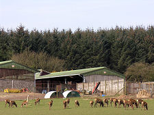 Deer Farm