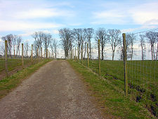 Path Through Deer Farm