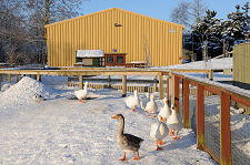 Ducks in Winter