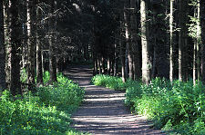 Forest Path