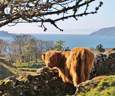 Highland Cow
