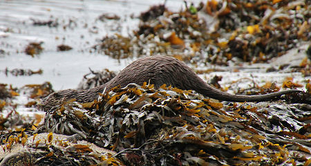 A Resident Otter