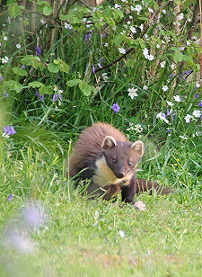 Pine Marten