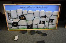 Life in a Dry Stone Dyke