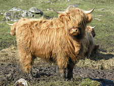 Four-Legged Resident