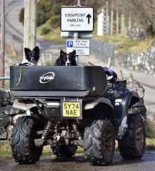Four-Legged Residents