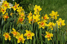 Daffodils in the Walled Garden