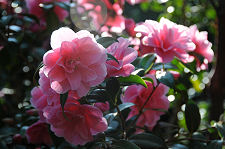 Carmelia japonica "Akashigata"