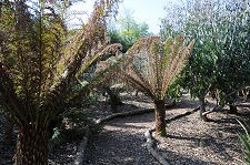 Tree Ferns