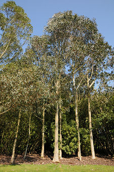 Eucalyptus Trees in the Woodland Garden