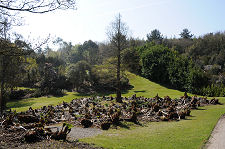View Over the Gunnera Bog