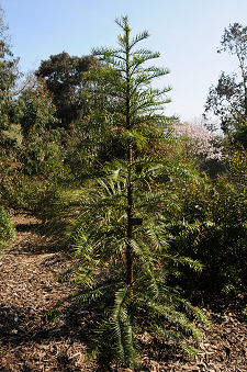 The Wollemi Pine