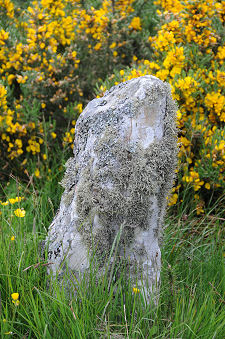 Individual Stone and Gorse Bush