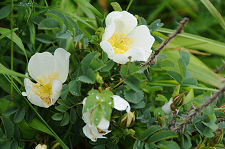 Wild Flowers Adorning the Steps
