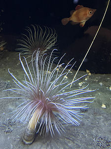 The Beauty of the Seas