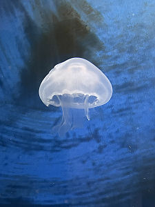 Jellyfish