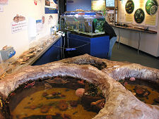 Touch Tanks and Nursery Tanks