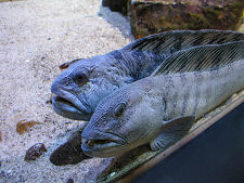 Two of the Residents