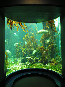 Bay Window Into Central Tank