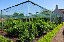 Fruit Bushes and Bird Netting