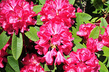 Rhododendrons