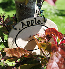 One of the Apple Varieties