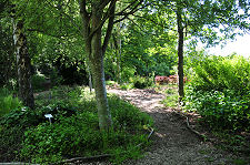 Woodland Garden