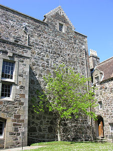Rowan Tree in the Courtyard