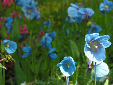 Blue Poppies