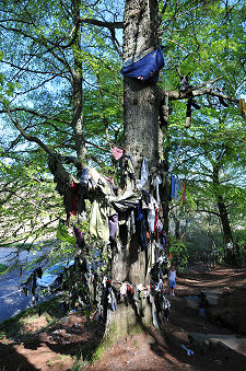 Tree Close to Main Road, 2019