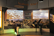 Seabirds Live