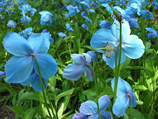 Blue Poppies