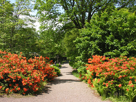 Flowers as Well as Trees