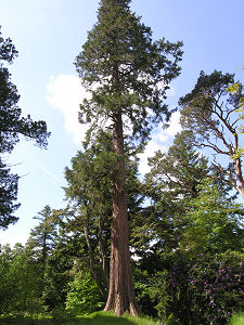 One of the Many Magnificent Trees