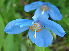 Blue Poppies