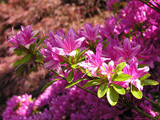 Various Shades of Pink