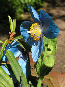 Himalayan Meconopsis
