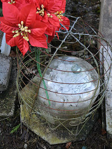 An Intact Immortelle