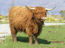 Resident Highland Cow