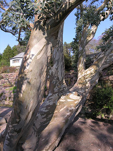 Eucalyptus Tree