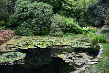 Pond Garden