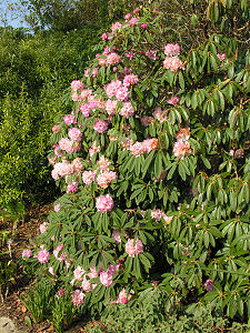 Rhododendrons