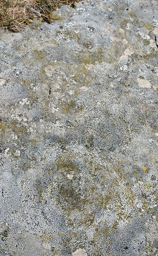 Multiple Ring Markings