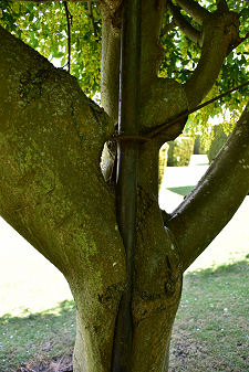 Trunk Growing Round Arch Support