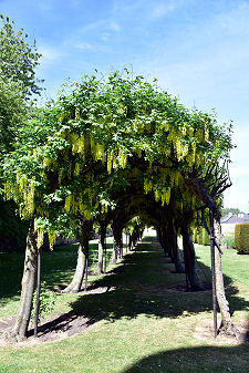 The Laburnum Arch