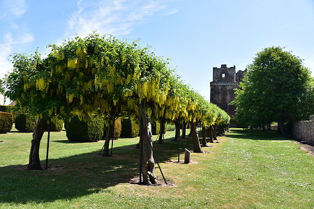 The Tower and the Laburnum Tunnel