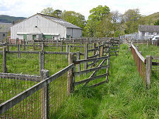Sheep Pens