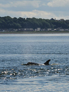 Dolphin Breathing on Surfacing