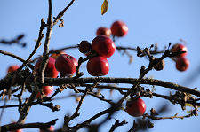 Apples in the Orchard