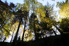 Sunlight in the Trees